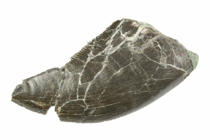 Serrated Dinosaur (Allosaurus) Tooth - Colorado #245952